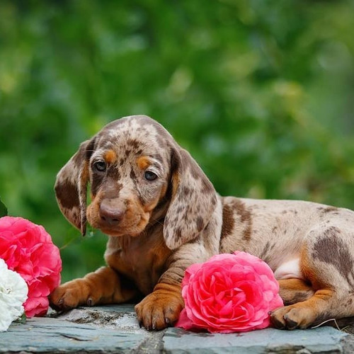 Perros Salchicha Mini Arlequin Chocolte Hembra  Macho