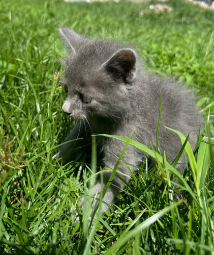 Hermosos Gatitos Azul Ruso+ Kit Sanitario De Regal