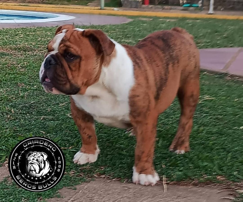 Cachorros Bulldog Ingles Con Pedigree