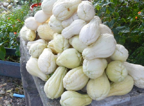 50 Semillas De Chayote Blanco + Instructivo
