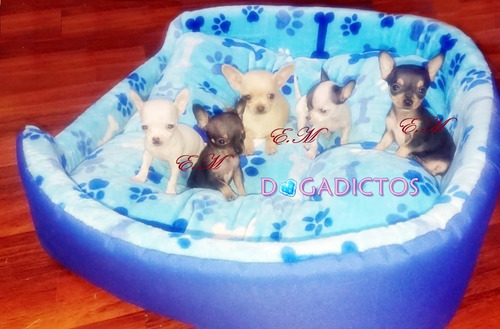 Bellos Cachorros Chihuahua 450 Puros Miniatura