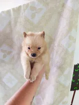 Comprar Lindos Cachorros Pomerania Hembra Y Macho