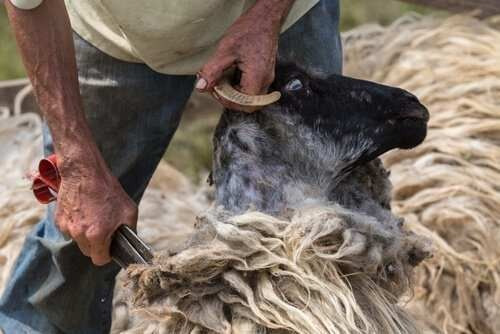 Imagem 3 de 4 de Tesoura Para Tosquia Crina Cauda Cavalo Lã Ovelha