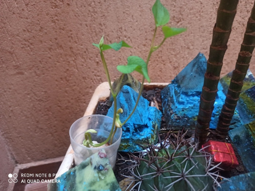 Orgonite Kesh Nano Revestimento Rudraksha Imã Neomidio