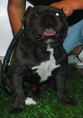 American Bully Semental