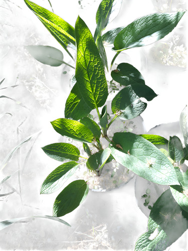 Combo Especial Plantas A Pedido