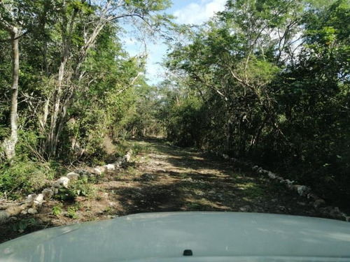 Imagen 8 de 12 de Terreno En Venta Sisal
