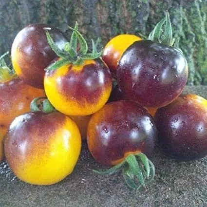 Sementes Do Tomate Bosque Bumblebee Exotico Doce Mercado Livre