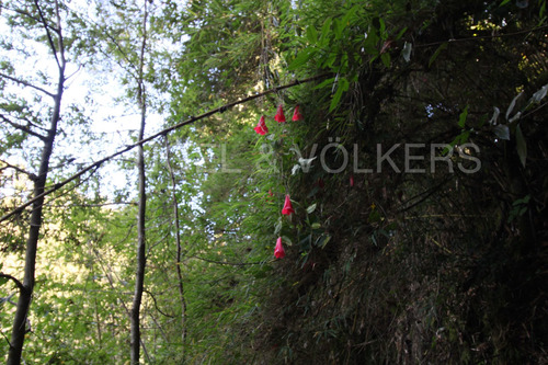 Hermosas Parcelas En Palguin Con Orilla De Rio Sin Comisió