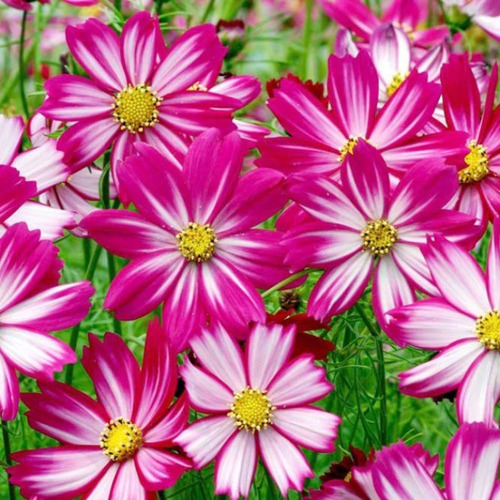 Sementes De Cosmos Red Stripe - Flor P/ Jardim Pasto Apicola