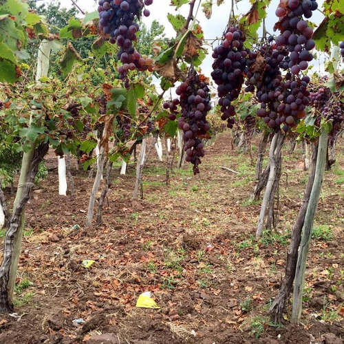 Imagen 3 de 5 de Venta De Finca En Colonia 3 De Mayo - Mendoza