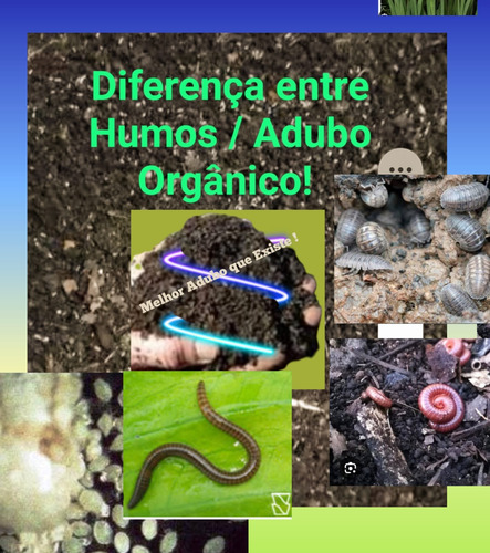 400 Minhocas Gigantes Asiáticas Pesca Alim Filhotes E Casulo