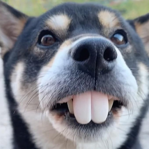 Dientes Postizos Para Perros, Divertidas Dentaduras Postizas
