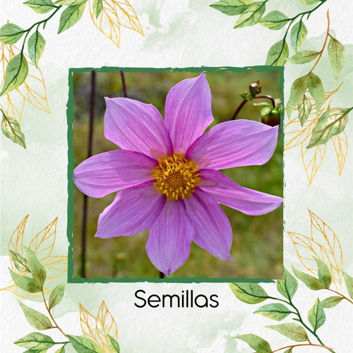 15 Semillas Flor Dalia Sencilla  + Obsequio Germinación