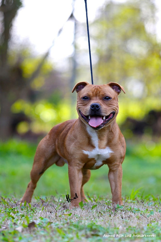 Avatar Staffordshire Bull Terrier Simplemente Lo Mejor