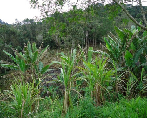 Imagem 6 de 13 de Sitio Em Juquitiba Sp; Sitio À Venda Juquitiba; - 251 - 32982557