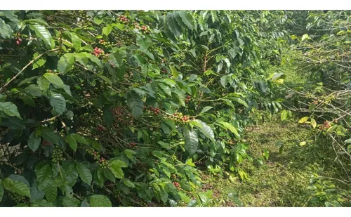 Se Vende Finca En Chaguala - Salento