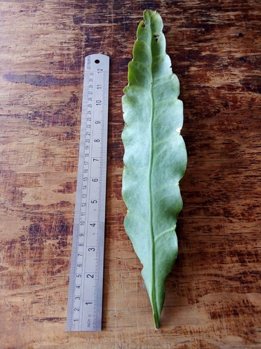 Imagen 2 de 10 de Esqueje Sin Raíz 30cm- Epiphyllum Oxypetallum Reyna De Noche