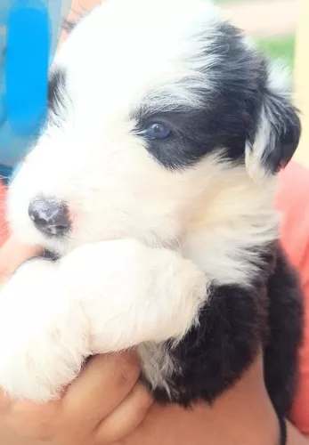 Cachorro de perro pastor inglés antiguo con la Madre sentada