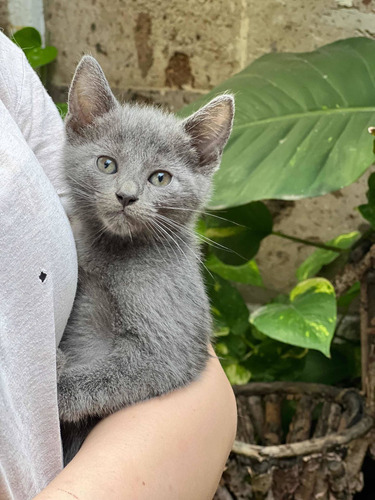 Gatitos Azul Ruso Con Microchip De Identificación.