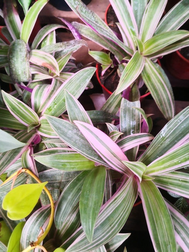 Planta De Tradescantia Spatacea Deco Interior Color