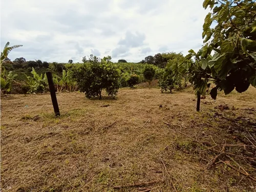 Se Venden Lotes En Quimbaya - Quindío