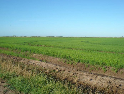 Campo De 346 Has En Treinta Y Tres. Agrícola - Ganadero!