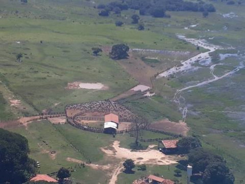 Fazenda A Venda No Pantanal Em Poconé Mt