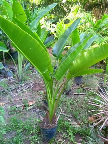 Palmeira Do Viajante 1,5m Ravenala - Retirar L Freitas - Ba