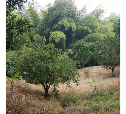 Vendo Finca Por El Trebol 7,5 Has (11,5 Cuadras) Chinchina