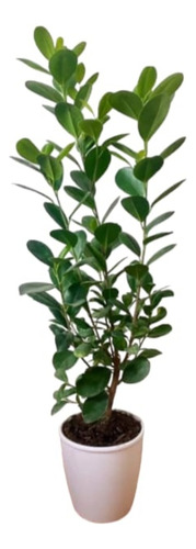 Ficus Monocrom 1,5m Altura