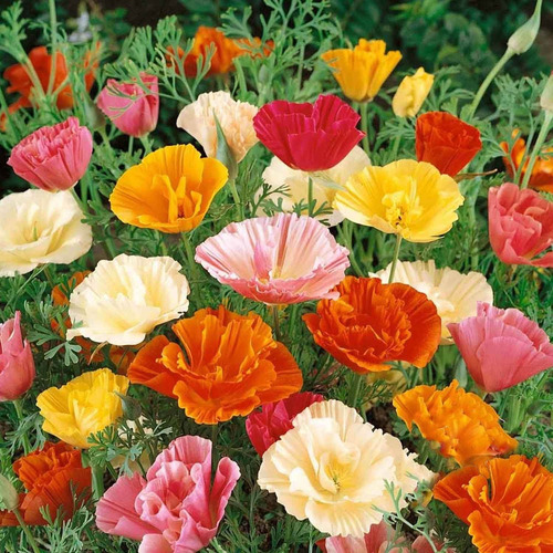 Semillas De Flor Amapola Californiana Colores Mixtos 