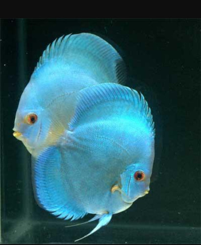 Pez Discus Importados