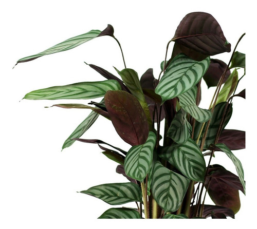 Calathea Compactstar - Planta De Interior