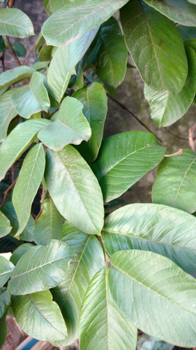 Hojas De Guayabas Fresca Y Natural 1kg Cosecha En El Dia