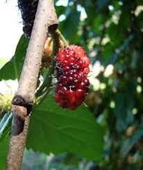 Moreras- Arbol De Moras - 2 En Uno: Sombra Y Exquisita Fruta