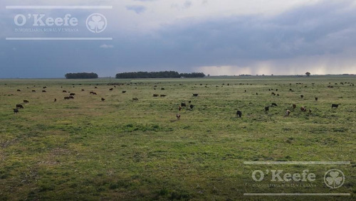 Imagen 12 de 18 de Campo 444 Has Ganadero Con 20% Aptitud Agrícola - A 3 Km De Ruta - General Lamadrid
