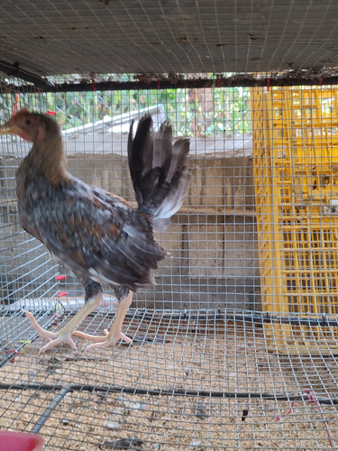 Venta Pollitos Y Gallos Y Gallinas De Pelea