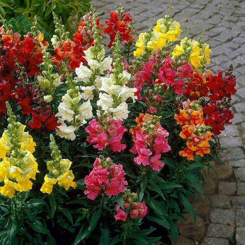 Semilla de flor de flores Vidasemillaonline Hortaflor por pack de 1400 de 200mg