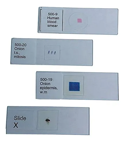 Portaobjetos Microscopio Bacterias 3 Tipos