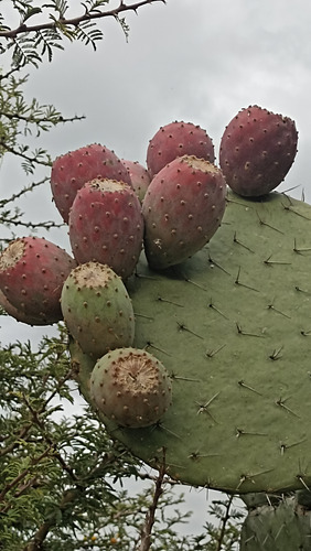 10 Pencas De Nopal Tunero, Blanca, Roja Y Amarilla, Lc