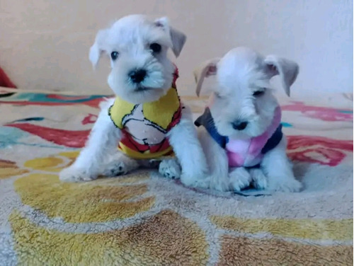 Cachorritos De Raza Schnauzer Cada Cachorro