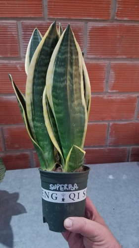 Sansevieria Superba Hoja Ancha Maceta N10 3 Plantas X Maceta