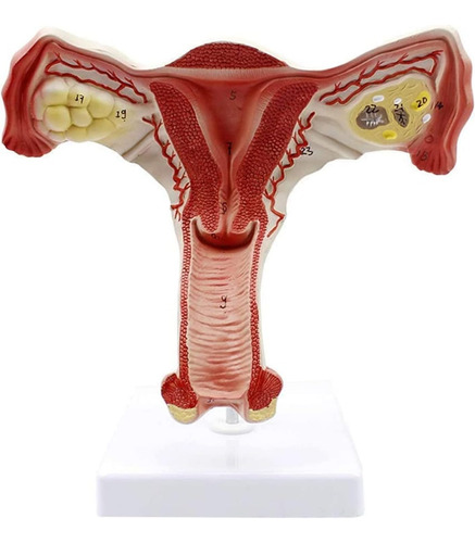 Organos Genitales Internos Femeninos Modelo Anatómico