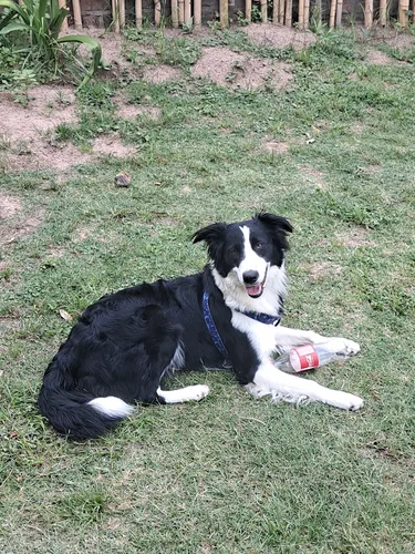 Borden Collie
