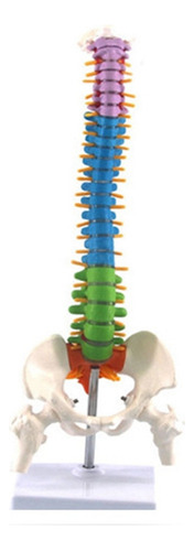 45cm Con Columna Pélvica De Anatomía Anatómica Humana