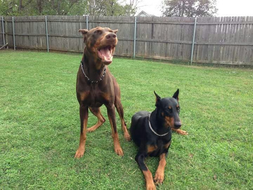 Doberman Aleman Envios Y Entregas A Todo El Pais