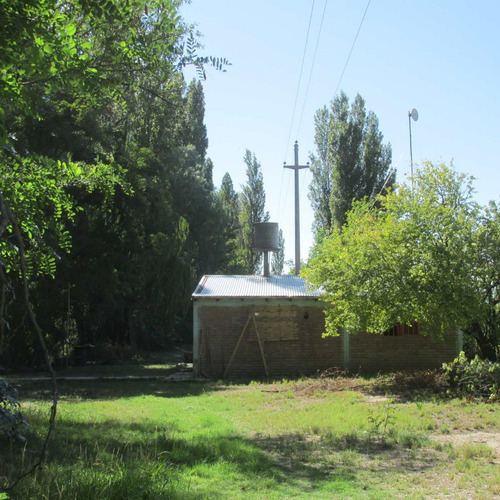 Venta Finca Olivos Ciruelas En San Rafael Mendoza