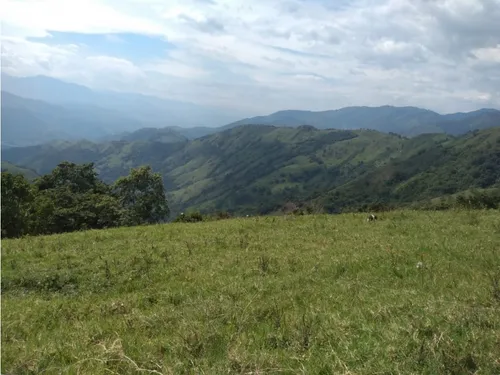 Vendo Finca Ganadera Cerca A La Cabecera De Armenia Mantequilla Ant.