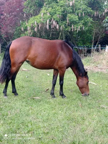 Vendo Hermosa Finca En Ibague